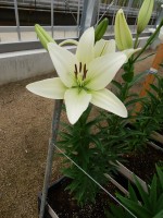 [5109 Sotara VH No01.JPG]